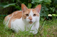 Picture of Ginger and white cat in grass