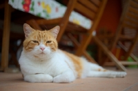 Picture of ginger and white cat laying down and looking at camera