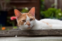 Picture of Ginger and white cat laying outside