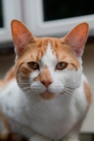 Picture of Ginger and white cat looking at camera