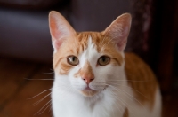 Picture of Ginger and white cat looking at camera