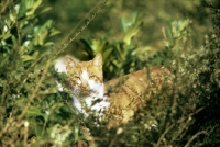Picture of ginger and white cat lurking in grass