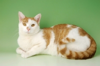 Picture of ginger and white cat lying down
