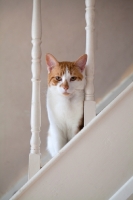 Picture of Ginger and white cat on stairs