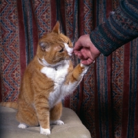 Picture of ginger and white cat pawing at owner