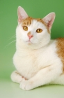 Picture of ginger and white cat portrait