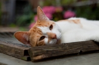 Picture of Ginger and white cat relaxing outside