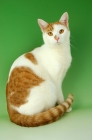 Picture of ginger and white cat sitting down