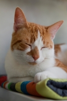 Picture of Ginger and white cat sleeping