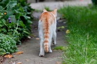 Picture of Ginger and white cat walking away from camera
