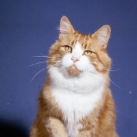 Picture of ginger and white cat