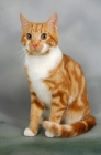 Picture of ginger and white cat
