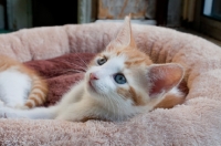 Picture of Ginger and white kitten in basket