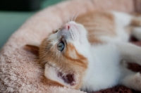 Picture of Ginger and white kitten in basket