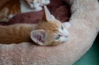 Picture of Ginger and white kitten in basket