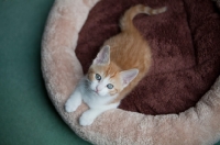 Picture of Ginger and white kitten looking up