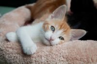 Picture of Ginger and white kitten looking dreamy