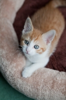 Picture of Ginger and white kitten looking at camera