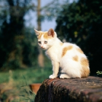 Picture of ginger and white kitten