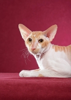 Picture of ginger and white Peterbald cat sitting against pink background