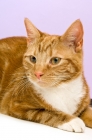 Picture of ginger and white tabby cat looking aside