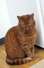 Picture of ginger cat at home