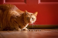 Picture of ginger cat crouching in front of biscuits