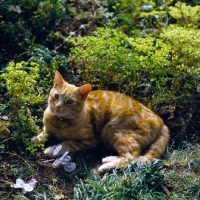 Picture of ginger cat in a garden