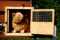 Picture of ginger cat in carrying box