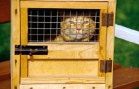 Picture of ginger cat in carrying box