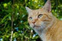 Picture of ginger cat in france