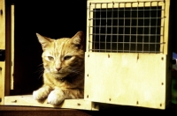 Picture of ginger cat lying in carrying box