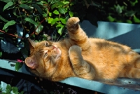 Picture of ginger cat lying on back and pawing