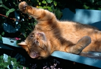 Picture of ginger cat lying on back pawing