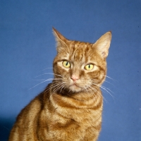 Picture of ginger cat portrait