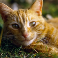 Picture of ginger cat, portrait