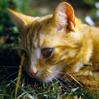 Picture of ginger cat portrait