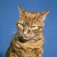 Picture of ginger cat portrait