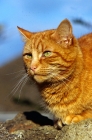 Picture of ginger cat portrait
