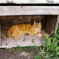 Picture of ginger cat resting on farm