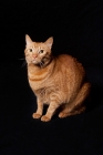 Picture of ginger cat sitting on black background