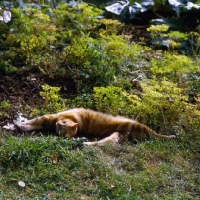 Picture of ginger cat stretching