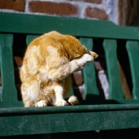Picture of ginger cat washing