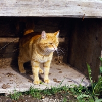 Picture of ginger cat 