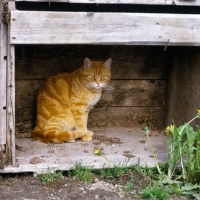 Picture of ginger farm cat sitting
