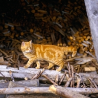 Picture of ginger farm cat walking by wood pile