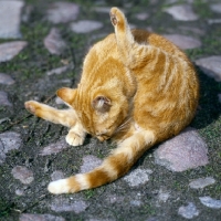 Picture of ginger farm cat washing