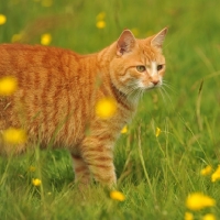 Picture of ginger household cat on grass