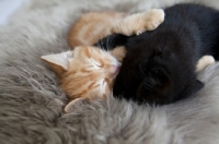 Picture of ginger kitten and black kitten hugging and sleeping together