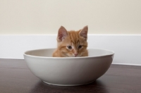 Picture of ginger kitten hiding in large bowl 